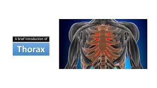 A brief introduction of the thorax Prof Dr Ashfaqur Rahman [upl. by Pettit]