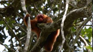 Red uakari male displaying [upl. by Jeb]