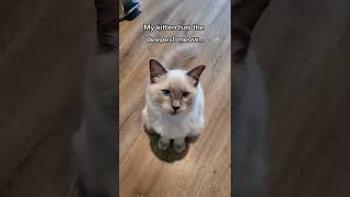 My cat has the deepest meow catsoftiktok catlover ragdollsoftiktok cattok gato cat ragdol [upl. by Yank397]