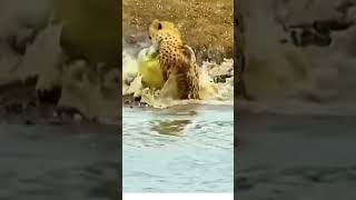 wildlife wildanimals crocodile tiger cheetah [upl. by Yci]