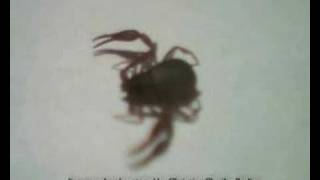 What kinda spider bug or insect  its a pseudoscorpion [upl. by Grissel799]