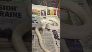 leucistic texas rat snake strikes [upl. by Kaiser]