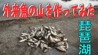 【バス釣り】琵琶湖は冬でも余裕で１００匹以上釣れる [upl. by Donetta960]