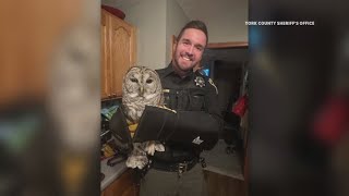 York County Sheriffs Office rescues injured owl in Waterboro [upl. by Steffy]