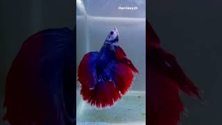 Betta Fish  Home Aquarium  Siamese fighting fish shorts [upl. by Araem]