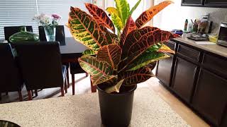 How to care for a Croton Plant  Donna Joshi [upl. by Ahselrac]