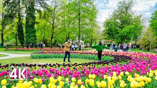 Most beautiful Tulip Festival in Switzerland 🇨🇭 the Morges Tulip Festival [upl. by Yebot]