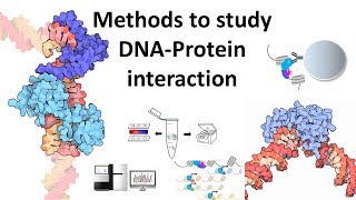 Techniques to study DNA protein interaction [upl. by Cummins783]