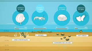 Benthic animal traits [upl. by Lehcim]