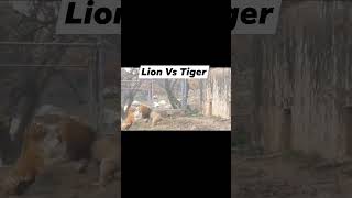 Confrontation between male lion and Siberian tiger  Μάχη αρσενικού λιονταριού με τίγρη Σιβηρίας [upl. by Robma853]