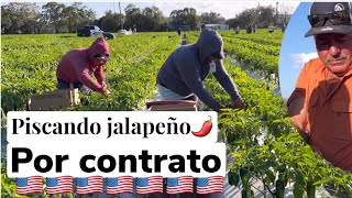 Los mejores piscadores de chile jalapeño en EEUU 🇺🇸 😃 [upl. by Lorain]