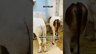 Mandi saj gai  bl 15 FB Area  cow scenes shorts trending viral youtubeshorts cattle mandi [upl. by Antoinetta519]