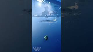 Бедный Грег   I am Fish gameplay simulator [upl. by Ecirtam]