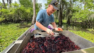 Loading the Boat with CRAWFISH in Americas Biggest Swamp  Catch and Cook [upl. by Eissak]