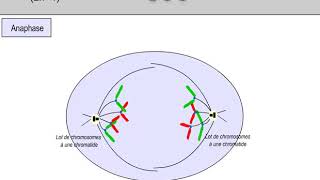 Animation mitose Biologie en flash [upl. by Flavian]