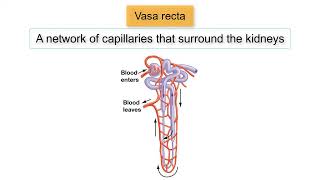 Countercurrent Multiplier System and Loop of Henle VASA RECTA [upl. by Waters]