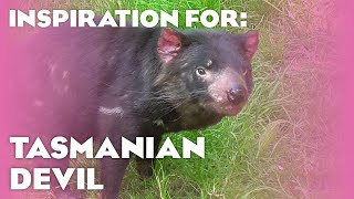 3 Real Tasmanian Devil Habitats Planet Zoo Oceania Pack Inspiration [upl. by Etneciv646]