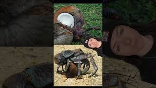 the coconut crab conspiracy [upl. by Ardnik]