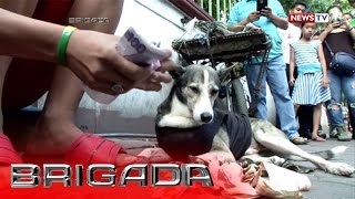 Brigada Blackjack the breadwinner dog [upl. by Iam]