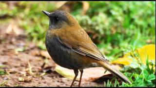 Birdsong Nightingales Song Nature Sounds [upl. by Werdma]