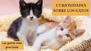 ¡Datos Curiosos y Graciosos sobre los Gatos¡ [upl. by Sanoj]