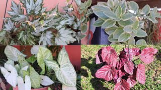 6 plantas lindíssimas pendentes [upl. by Heisel]