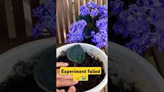 Growing African violet plant from leaf 🍀shorts shortvideo ytshorts youtubeshorts ytshortsindia [upl. by Licko]