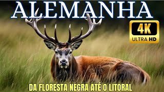 🌲Alemanha Selvagem  Um Documentário Épico da Floresta Negra 🌲 até o Litoral  Parte 1 EXTRA LONGO [upl. by Ahsirkal]