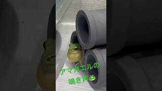 アマガエルの鳴き声🐸 アマガエル frog shorts [upl. by Anuahsat]