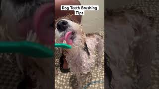 Dog teeth brushing tips [upl. by Nirrok]