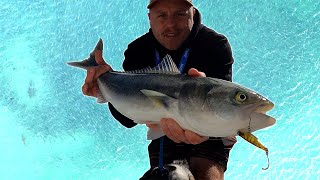 SHARKS ALL AROUND THE BOAT  Port Hacking Salmon Frenzy  Reel Fishing Episode 100 [upl. by Llenal]