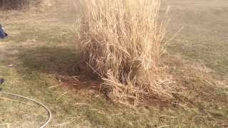 How To Rid a Pampas Grass In 1 Min [upl. by Nasus358]