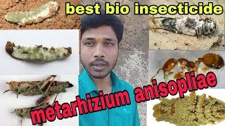 Metarhizium anisopliae  bio insecticide जैविक कीटनाशक  जैविक खेती [upl. by Chessa]