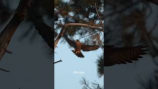 Peregrine Falcon fledgeling landingfalcon peregrinefalcon birdsofprey [upl. by Asabi]