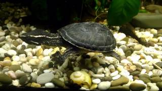 Мускусная черепахаSternotherus odoratusMusk Turtle [upl. by Norahc]