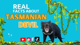 Real facts about Tasmanian Devil  Australian Native Animal  Teacher Aide [upl. by Rehoptsirhc]