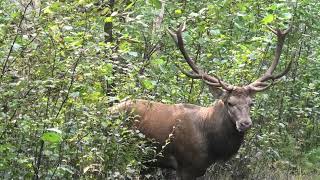 Atėjo atsigėrė ir ramiai išėjo Red Deer Elnias [upl. by Aynatan]