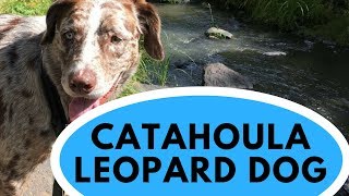 Catahoula Leopard Dog  All You Need to Know [upl. by Anitsej]