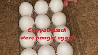 Can you hatch store bought chicken egg chicken chicks eggs brinsea hatchingchicks traderjoes [upl. by Sudnac671]