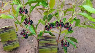 Propagate Java Plum By Cutting blackberry jambolana [upl. by Dupuy]