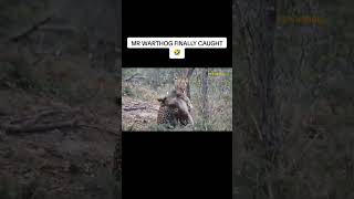 Mr Warthog Finally Caught by a Leopard warthog kasongo [upl. by Sim]