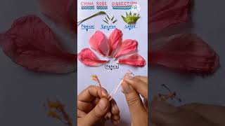 Hibiscus rosa sinensis Dissection Practical shorts practical biology viral youtubeshorts [upl. by Yenar]