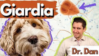 Giardia in the dog and cat Dr Dan what giardia is giardia symptoms diagnosis and treatment [upl. by Na]