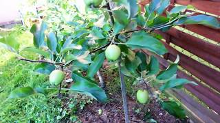 Pommier Couvrir un jeune pommier de fruits [upl. by Lidstone]