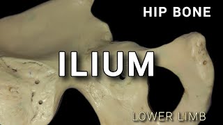 HIP BONE  ILIUM [upl. by Ojyma]