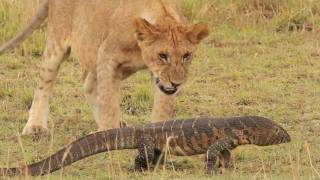 Pride of lions versus a Nile Monitor [upl. by Itsud]