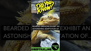 Bearded Dragons exhibit an astonishing adaptation of [upl. by Sena]