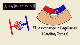 Fluid Exchange in Capillaries  Starling Forces  Capillary Filtration  General Physiology [upl. by Perkins]