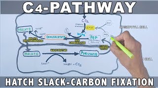 C4 Pathway Carbon Fixation [upl. by Llewxam665]