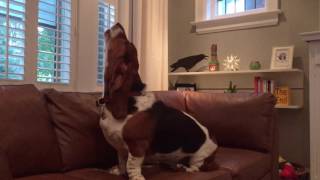 basset hound howling [upl. by Haraj977]